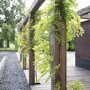 Ecostyle Klimplanten-AZ